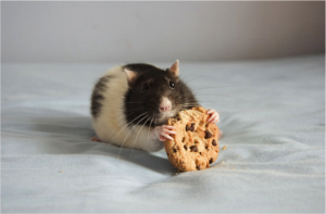 cookie rat