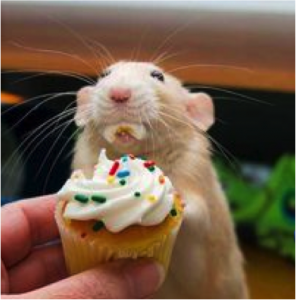 cupcake rat