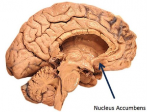 nucleusaccumbens